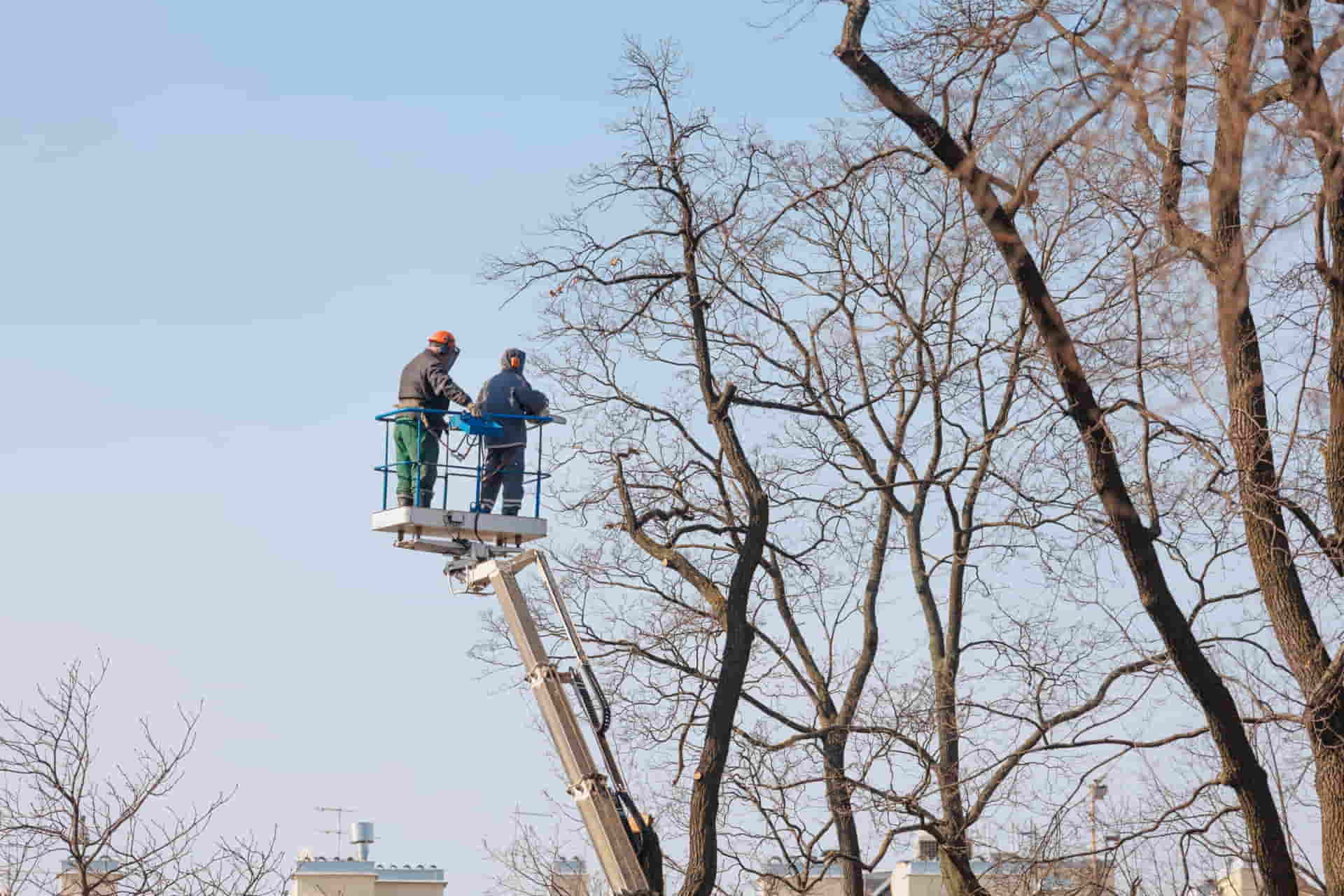 Tree crew trimming branches from a lift