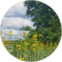 Carmen Quinn profile picture